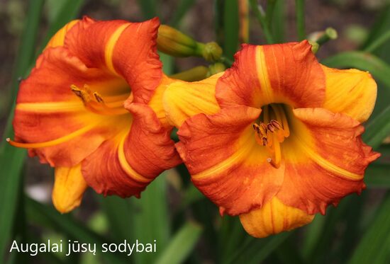 Viendienė (Hemerocallis) 'Boitzer Mandarin'